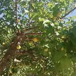 Matina Paros Náusza